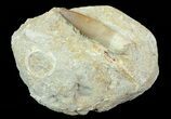 Fossil Plesiosaur (Zarafasaura) Tooth In Rock #70261-1